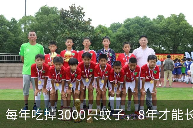 每年吃掉3000只蚊子，8年才能长大，却被人类作为美食大量捕捉
