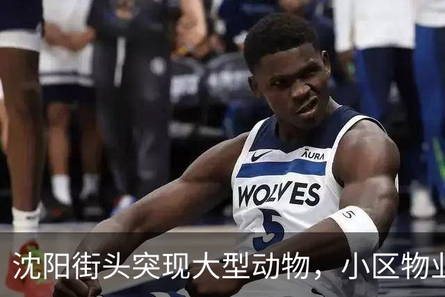 沈阳街头突现大型动物，小区物业：疑似野猪，应该还路过了很多小区，多方正寻找处置